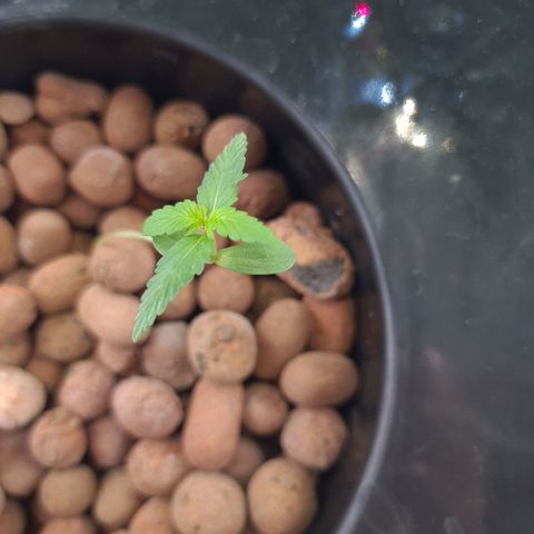 Guineo growlog timeline photo