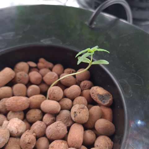 Guineo growlog timeline photo
