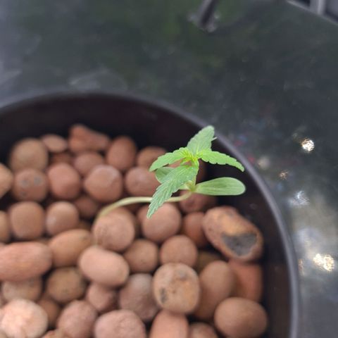 Guineo growlog timeline photo