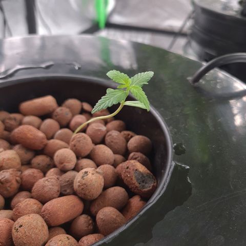 Guineo growlog timeline photo