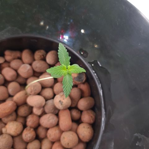Guineo growlog timeline photo