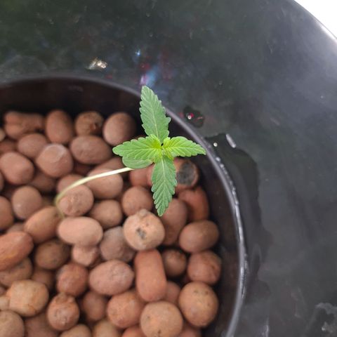 Guineo growlog timeline photo