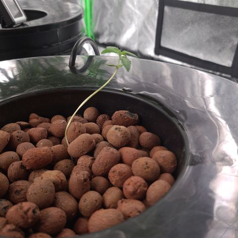 Guineo growlog timeline photo