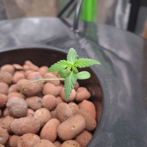 Guineo growlog timeline photo