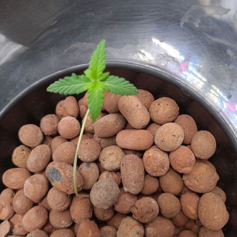 Guineo growlog timeline photo