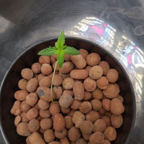 Guineo growlog timeline photo
