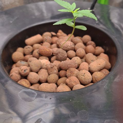 Guineo growlog timeline photo