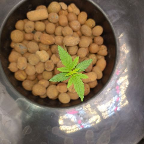 Guineo growlog timeline photo