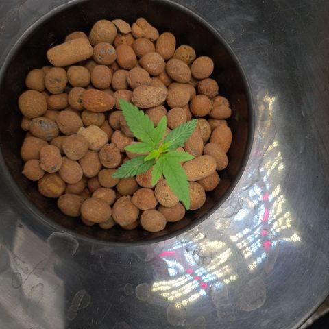 Guineo growlog timeline photo
