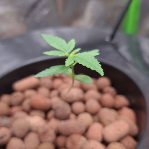 Guineo growlog timeline photo