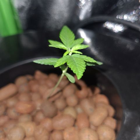 Guineo growlog timeline photo