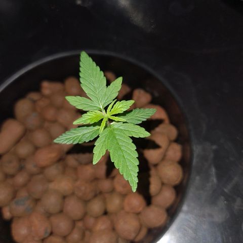 Guineo growlog timeline photo