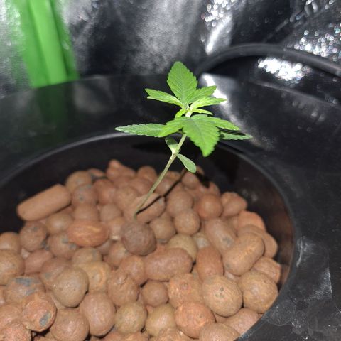 Guineo growlog timeline photo