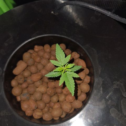 Guineo growlog timeline photo