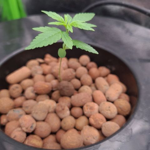 Guineo growlog timeline photo