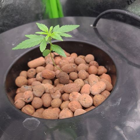 Guineo growlog timeline photo