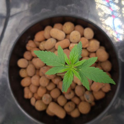 Guineo growlog timeline photo