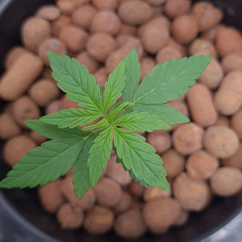 Guineo growlog timeline photo