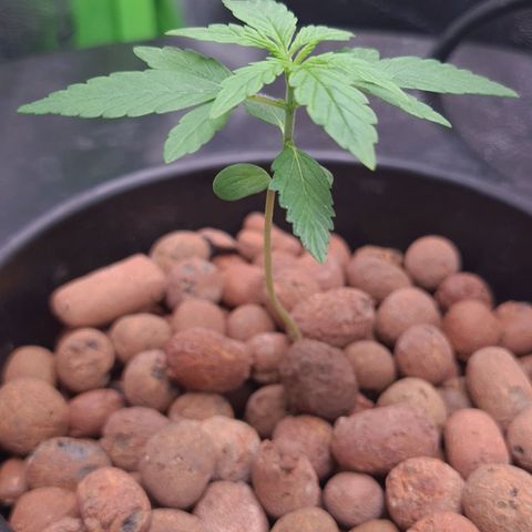 Guineo growlog timeline photo
