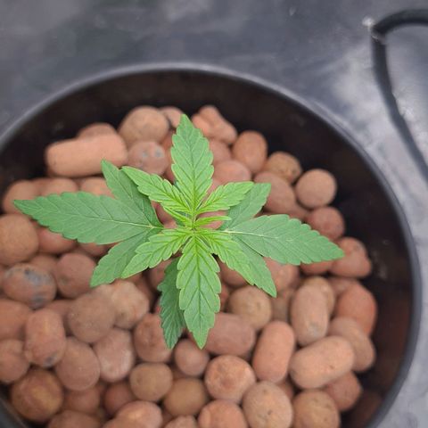 Guineo growlog timeline photo