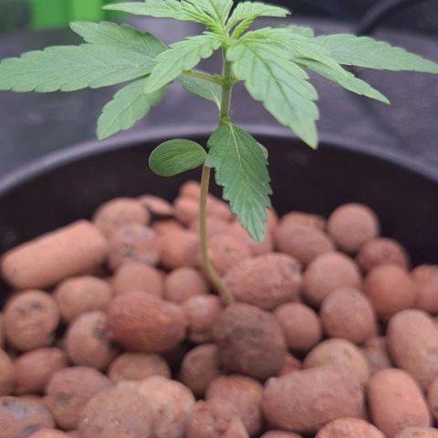 Guineo growlog timeline photo