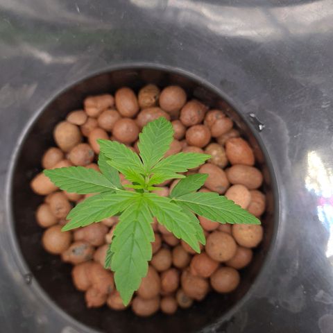 Guineo growlog timeline photo