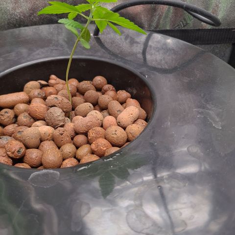 Guineo growlog timeline photo
