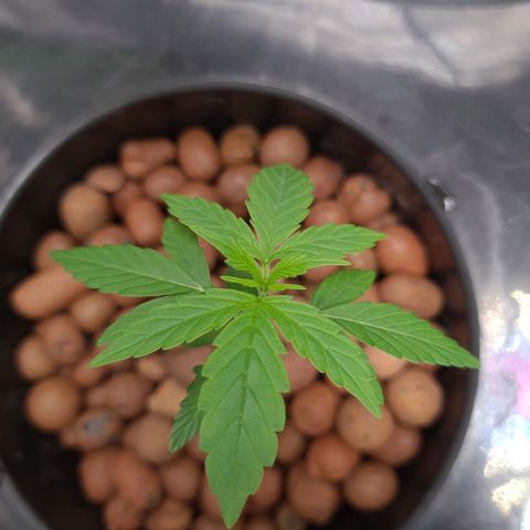 Guineo growlog timeline photo