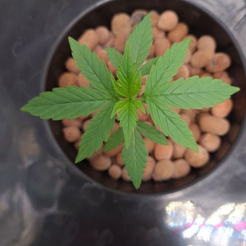 Guineo growlog timeline photo