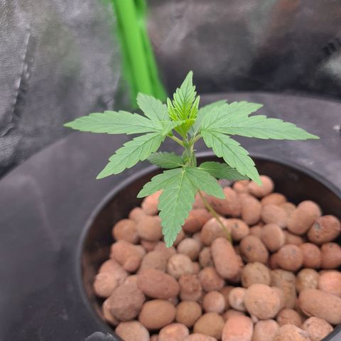 Guineo growlog timeline photo