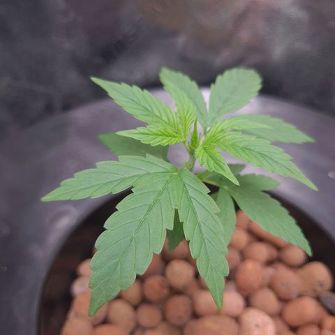 Guineo growlog timeline photo