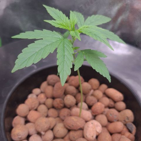Guineo growlog timeline photo