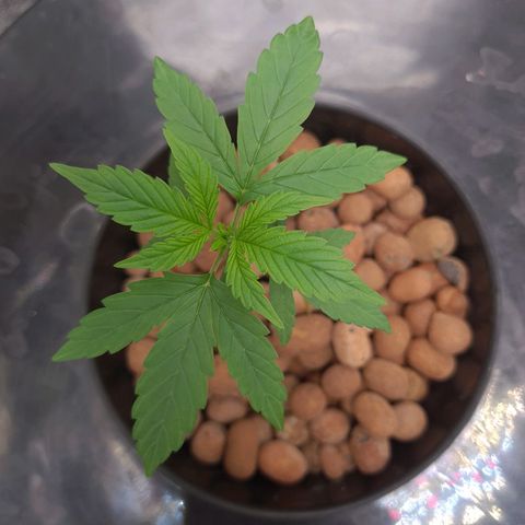 Guineo growlog timeline photo