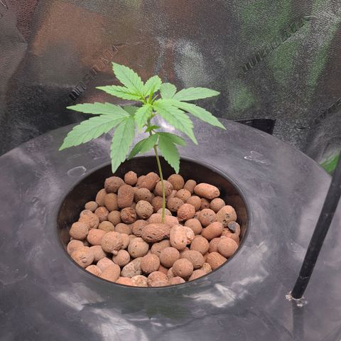 Guineo growlog timeline photo