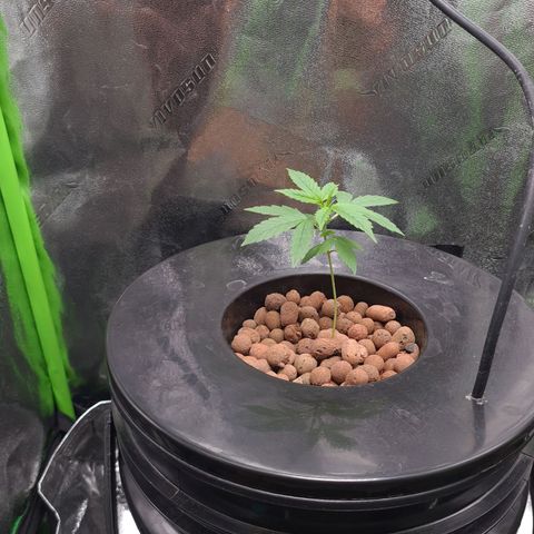 Guineo growlog timeline photo