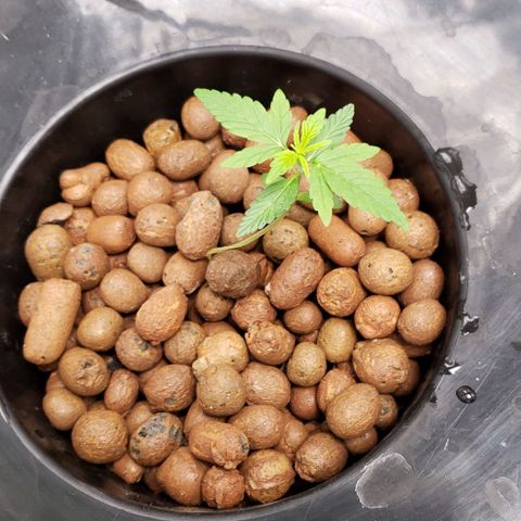 Guineo growlog timeline photo