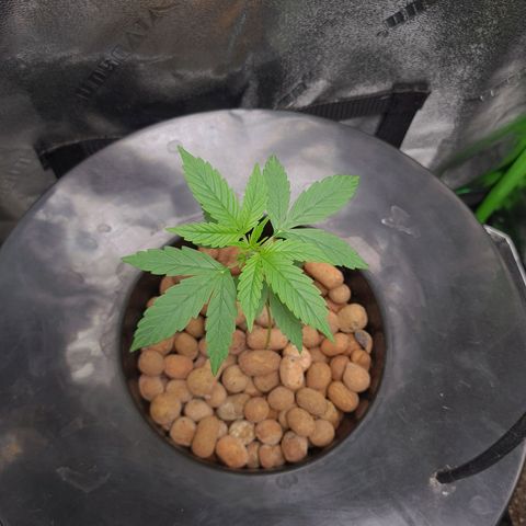 Guineo growlog timeline photo