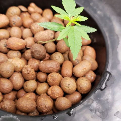 Guineo growlog timeline photo