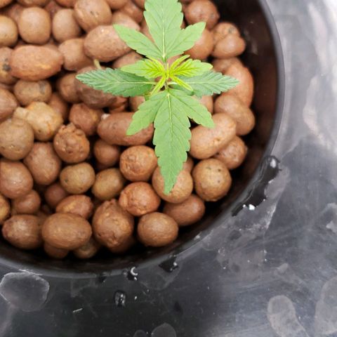 Guineo growlog timeline photo