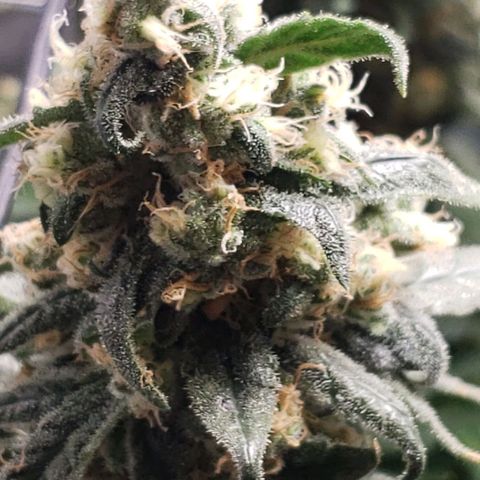 Cookie growlog timeline photo