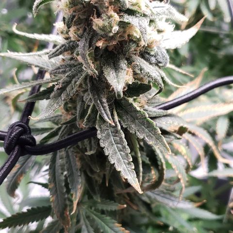 Cookie growlog timeline photo