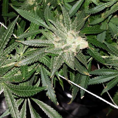 Cookie growlog timeline photo