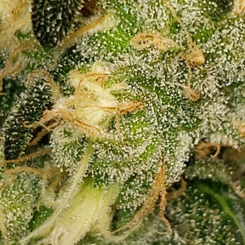 Cookie growlog timeline photo
