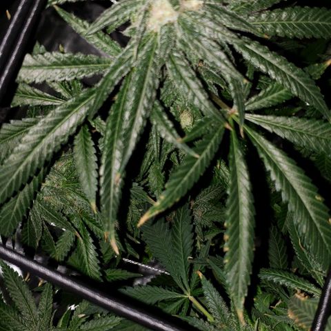 Cookie growlog timeline photo