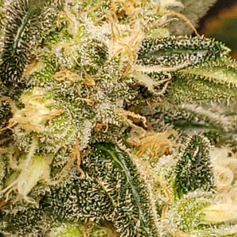 Cookie growlog timeline photo