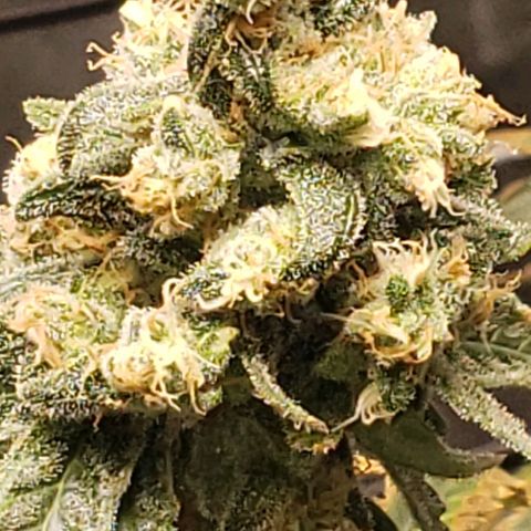 Cookie growlog timeline photo