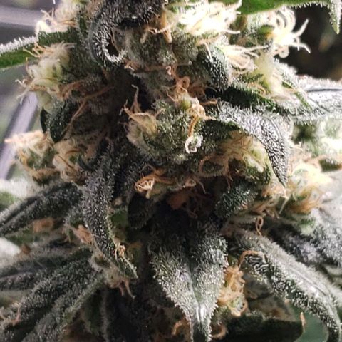 Cookie growlog timeline photo