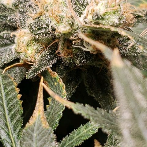 Cookie growlog timeline photo