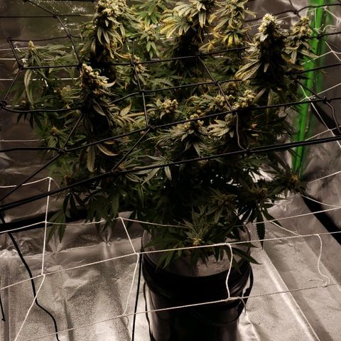 Cookie growlog timeline photo