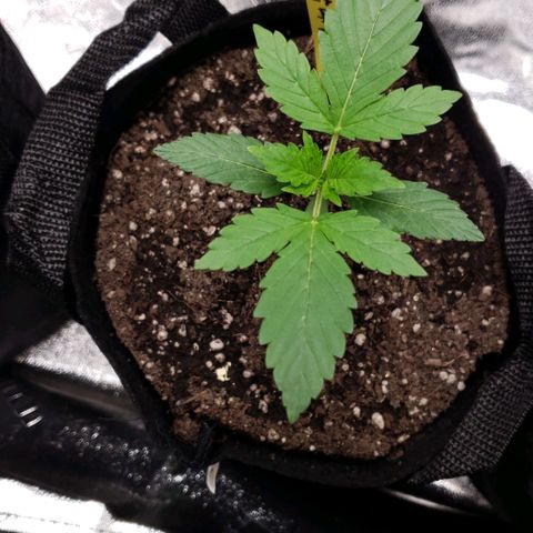 Patacon growlog timeline photo